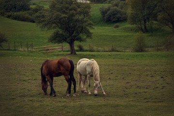 horse and foal