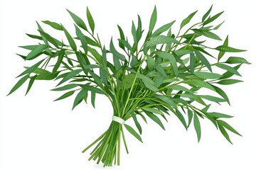 Fototapeta premium Fresh Green Water Spinach Bundle Tied with White String on a Clean Background