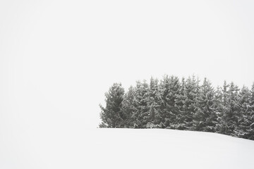 snow covered trees