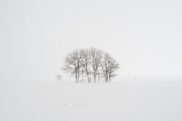 snow covered trees