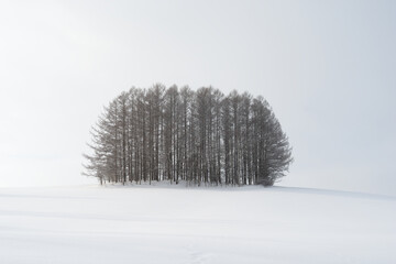 snow covered trees