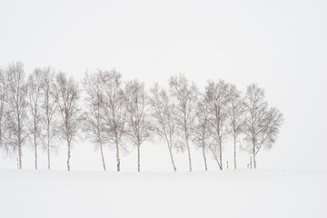 birch trees in snow