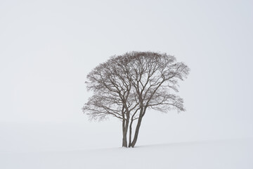 lonely tree in snow