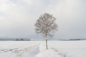 snow covered birch tree in winter