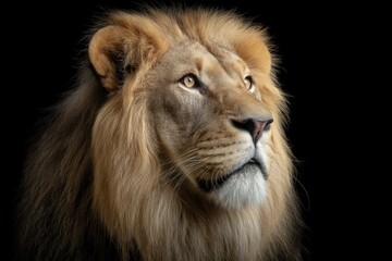 Majestic Lion Portrait: Golden Mane, Dark Background, Serene Mood