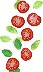 vector illustration of a tomato and basil