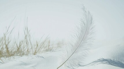 Serene Single Feather on White Sand Dune