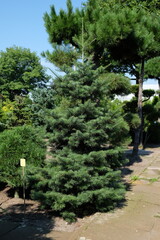 Abies concolor