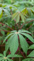 green cassava leaves in the garden rain drop