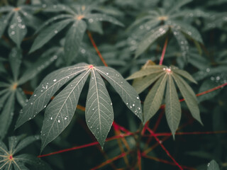 red and green leaf aesthetic