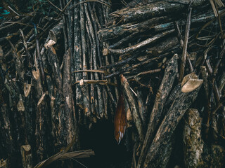 dry branches of a tree