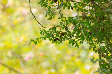 lush green leaves of a tree, beautiful green leaves of a beech, beautiful bokeh, green background framed of twigs and branches