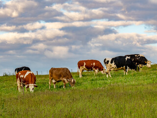 K&uuml;he und Rinder grasen auf einer Weide