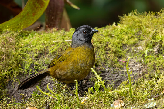 Costa Rican Big-footed Finch