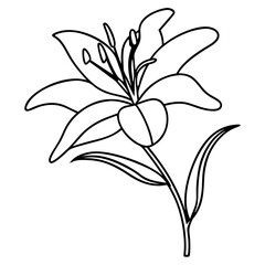 Fototapeta premium Line art lily flower drawing, for botanical illustrations