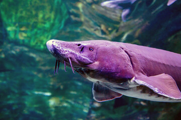 The head of Kaluga (lat. Huso dauricus) with an unusual mustache on the background of the dark seabed. Marine life, exotic fish, subtropics, sturgeon breeding.