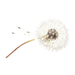 Realistic dandelion fluff captured with clarity on clean transparent background