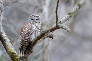 barred owl sitting in tree