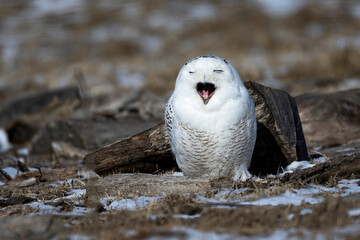 snowy owl yawning