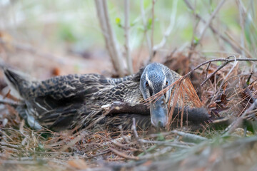 duck sitting on nest