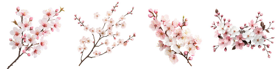 Delicate Almond Tree Blossoms with Soft Pink Flowers on Branches in Spring