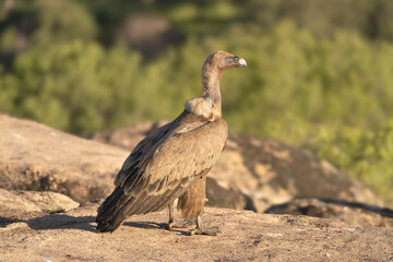 Obraz premium Eurasian griffon vulture - Gyps fulvus fulvus on rock at green background. Photo from Sierra de Gredos Mountain in Spain.