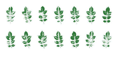 Natural Rose leaves imprint, Grunge style, Vector, Isolated, Decorative elements for design	
