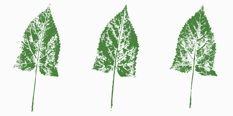 Natural leaves imprint, Grunge style, Vector, Isolated, Decorative elements for design	
