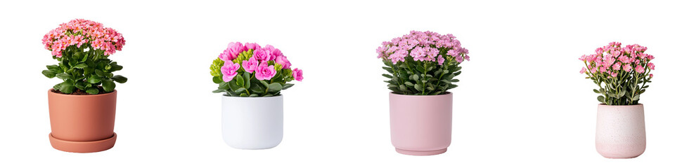 Toned Flower Pots Featuring Colorful Kalanchoe Plants in Various Containers