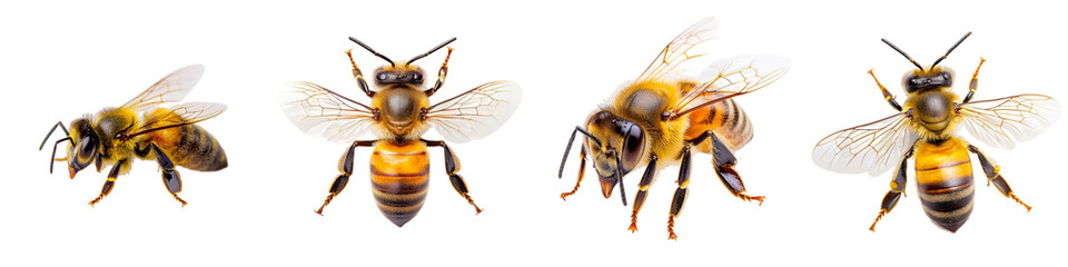 Close-Up of Honeybee with Translucent Wings Captured in Detail