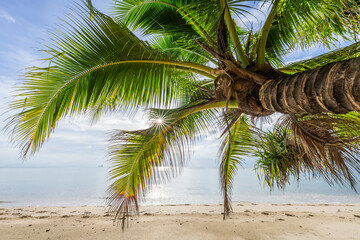 Palm tree at the beach, Koh Samui, Thailand
