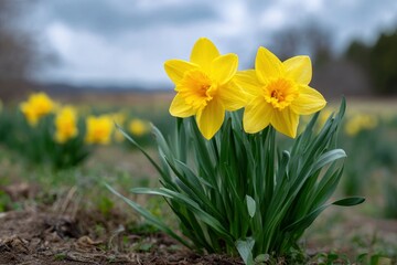 Obraz premium Two Daffodils in a Serene Spring Field: A Vibrant Floral Photograph