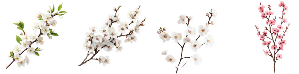 Beautiful Plum Blossom Branches in Full Bloom Captured in Vibrant Colors