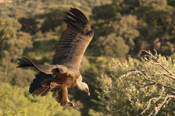 Eurasian griffon vulture - Gyps fulvus fulvus landing with spanned wings on brench at green background. Photo from Sierra de Gredos Mountain in Spain.