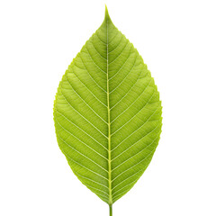 Obraz premium Hickory Leaf No Shadow isolated on transparent background