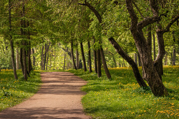 Fototapeta premium Tranquil Forest Pathway Lined with Lush Green Trees