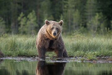 Brown bear stands by tranquil water with lush greenery in the background during early morning light in a natural habitat