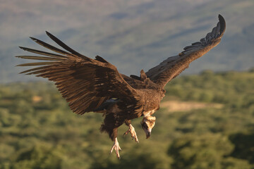 Cinereous vulture, black vulture, Eurasian black vulture, monk vulture - Aegypius monachus with spanned wings on rock. Photo from Sierra de Gredos Mountain in Spain. Near-threatened specie.