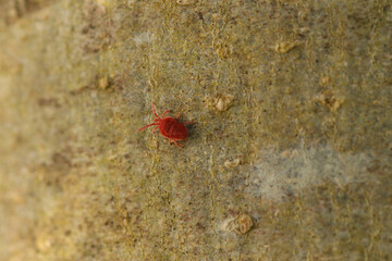 Araignée rouge (Trombidiidae indet.)
Trombidiidae indet. in its natural element
