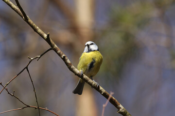 Mésange bleue (Cyanistes caeruleus)
Cyanistes caeruleus in its natural element