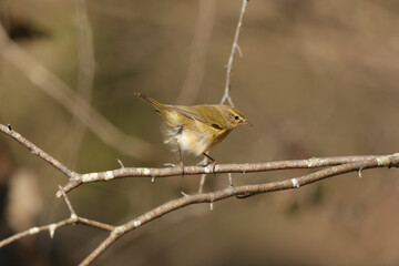 Pouillot véloce (Phylloscopus collybita)
Phylloscopus collybita in its natural element

