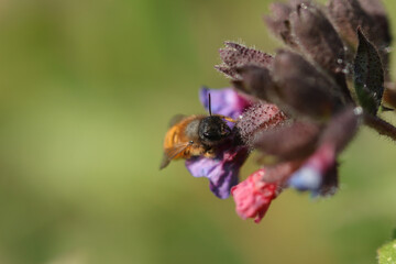Osmie rousse commune (Osmia bicornis)
Osmia bicornis in its natural element
