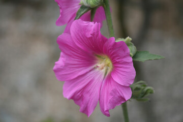 Photo Alcea rosea, Althaea rosea - Rose trémière, Passe-rose, Passerose, Rose papale, primerose - Plante à fleurs roses