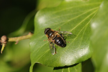 Eristale opiniâtre (Eristalis pertinax)
Eristalis pertinax on an unidentified flower or plant
