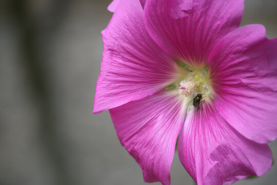 Photo Alcea rosea, Althaea rosea - Rose tr&eacute;mi&egrave;re, Passe-rose, Passerose, Rose papale, primerose - Plante &agrave; fleurs roses