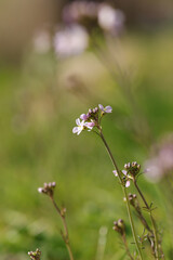Cardamine des prés (Cardamine pratensis)
Cardamine pratensis in flower
