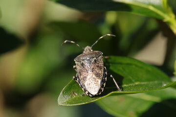 Punaise nébuleuse (Rhaphigaster nebulosa)
Rhaphigaster nebulosa in its natural element
