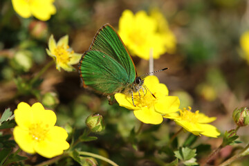 Argus vert (Callophrys rubi)
Callophrys rubi in its natural element
