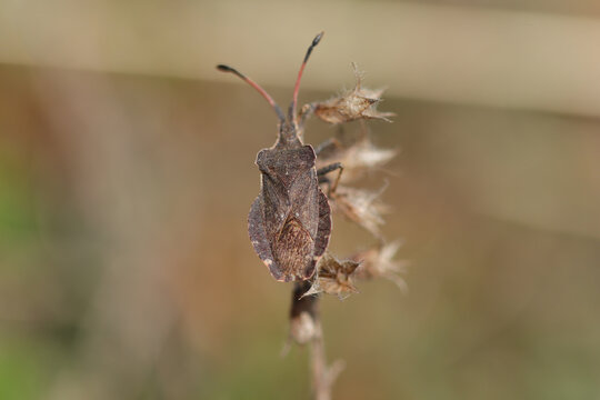 Cor&eacute;e arm&eacute; (Enoplops scapha)
Enoplops scapha in its natural element
