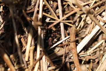 Fourmi rousse des bois (Formica rufa)
Formica rufa in its natural element
